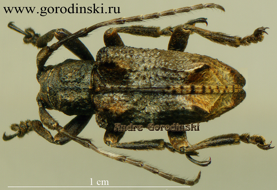 http://www.gorodinski.ru/cerambyx/Pterolophia quadrigibbosipennis.jpg